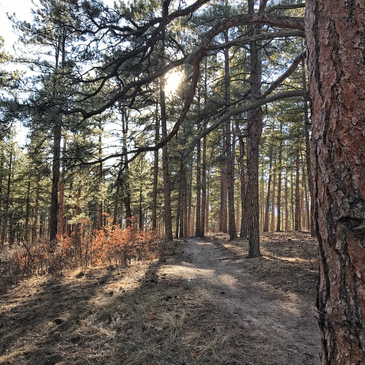 The Art of Forest Bathing | The Forest Bath Collection – Wyld Earth