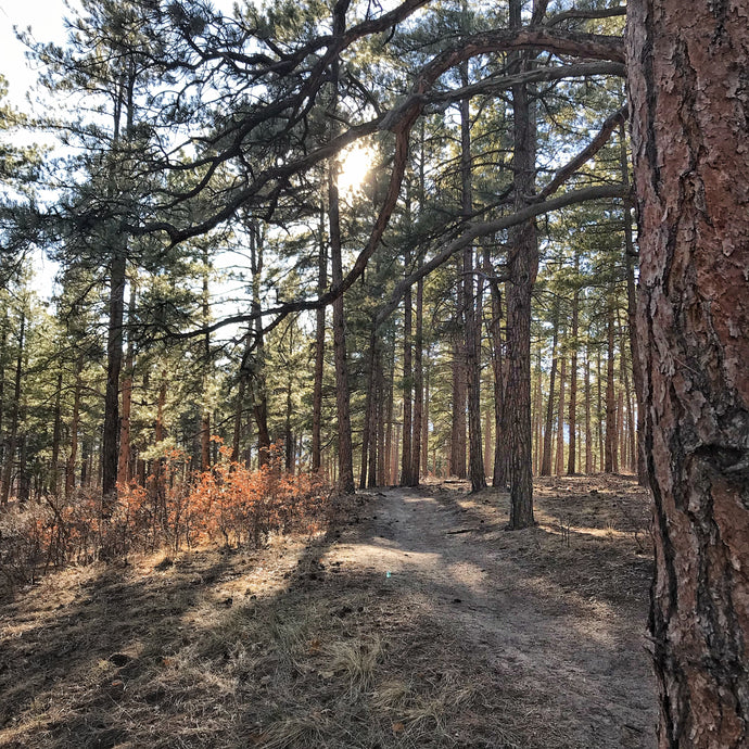 The Art of Forest Bathing | The Forest Bath Collection